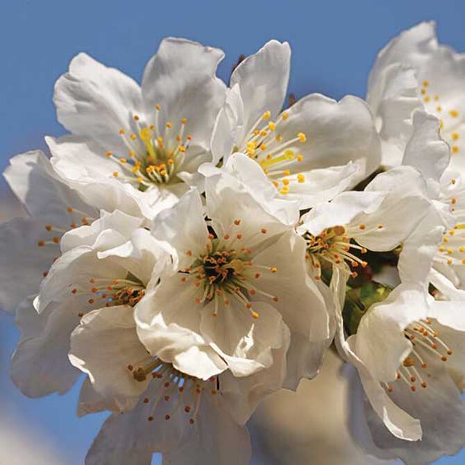 A poetic, delicate beauty